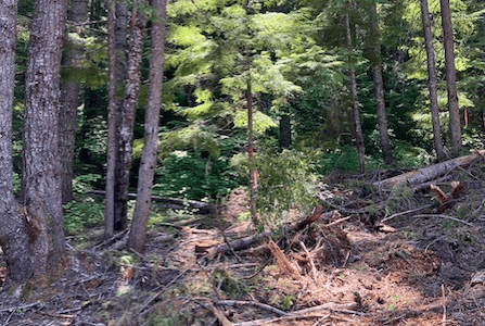 A picture of an evergreen forest.