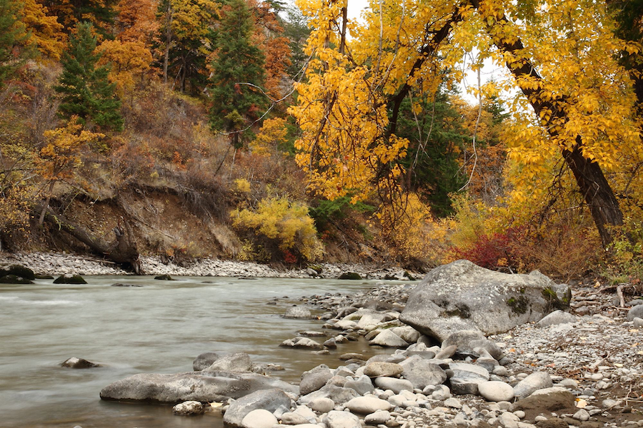 A picture of a creek and foliage in autumn.