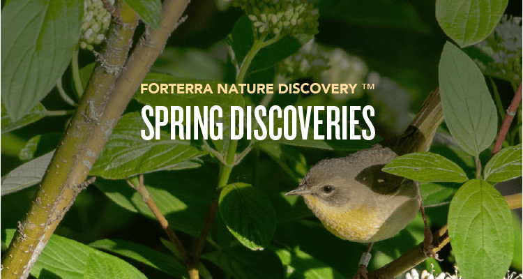 FNW337d FND 2026 – April – Spring Discoveries-Event2 A banner promoting Forterra's Nature Discovery Program.