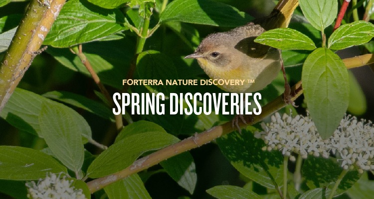 A banner promoting Forterra's Nature Discovery Program.