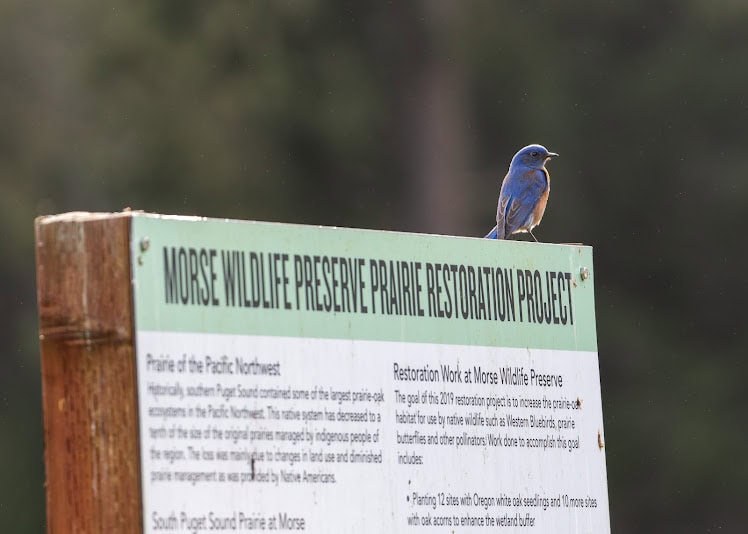 A bluebird standing on a sign.