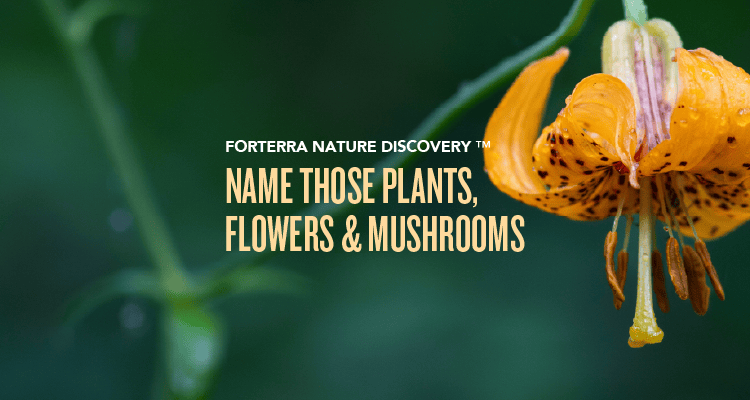 A banner promoting Forterra's Nature Discovery Event.