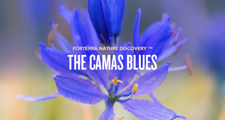 A banner promoting Forterra's Nature Discovery Event.