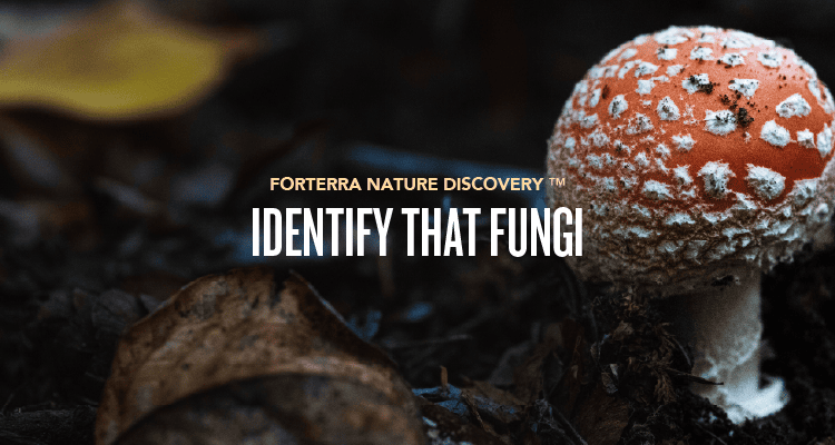 A banner promoting Forterra's Nature Discovery Event.