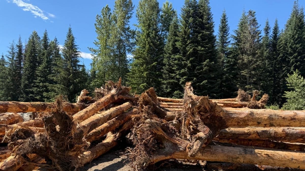 A glimpse into restoration progress at Gold Creek Valley with peeled logs in the foreground and evergreens and blue sky touched with clouds in the background.