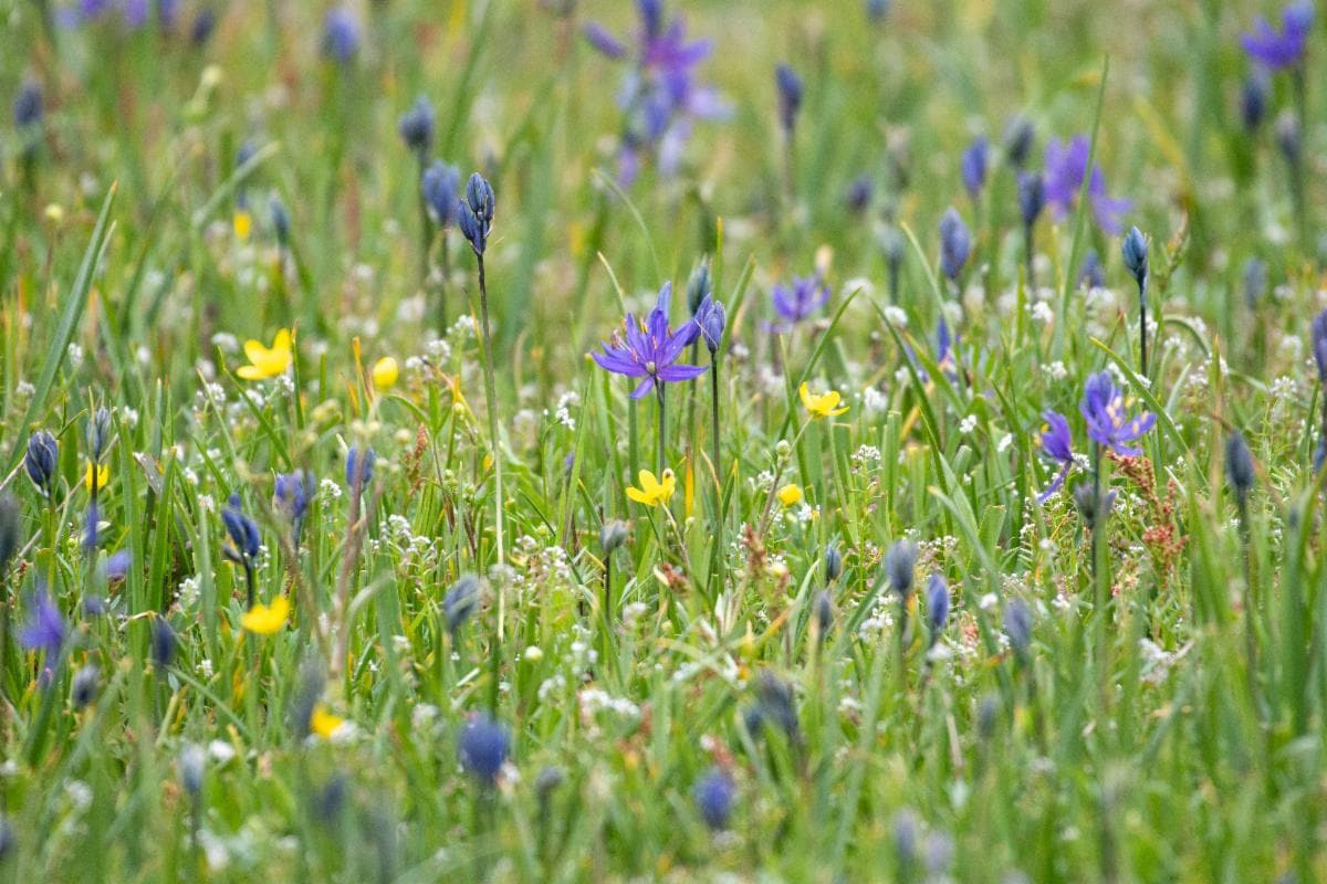 A close-up image of wildflowers in Washington State