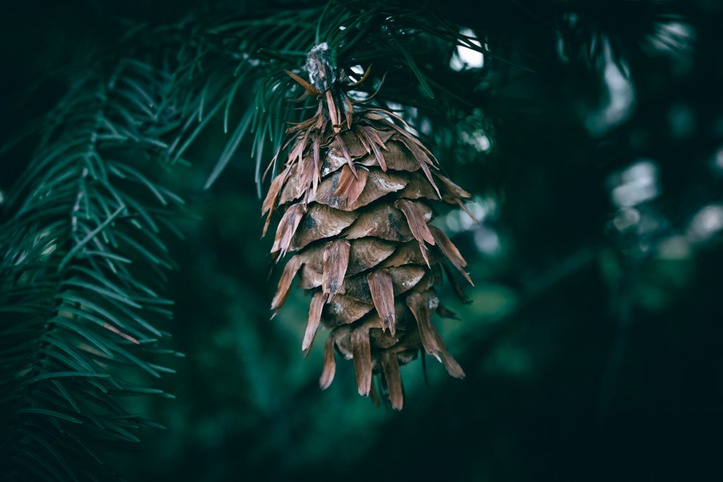 Close-up of a douglas fir cone hanging on a tree