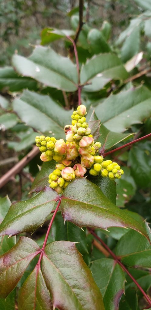 A closeup of Oregon Grape clusters. which are edible when ripe. Look for blue-purple berries.