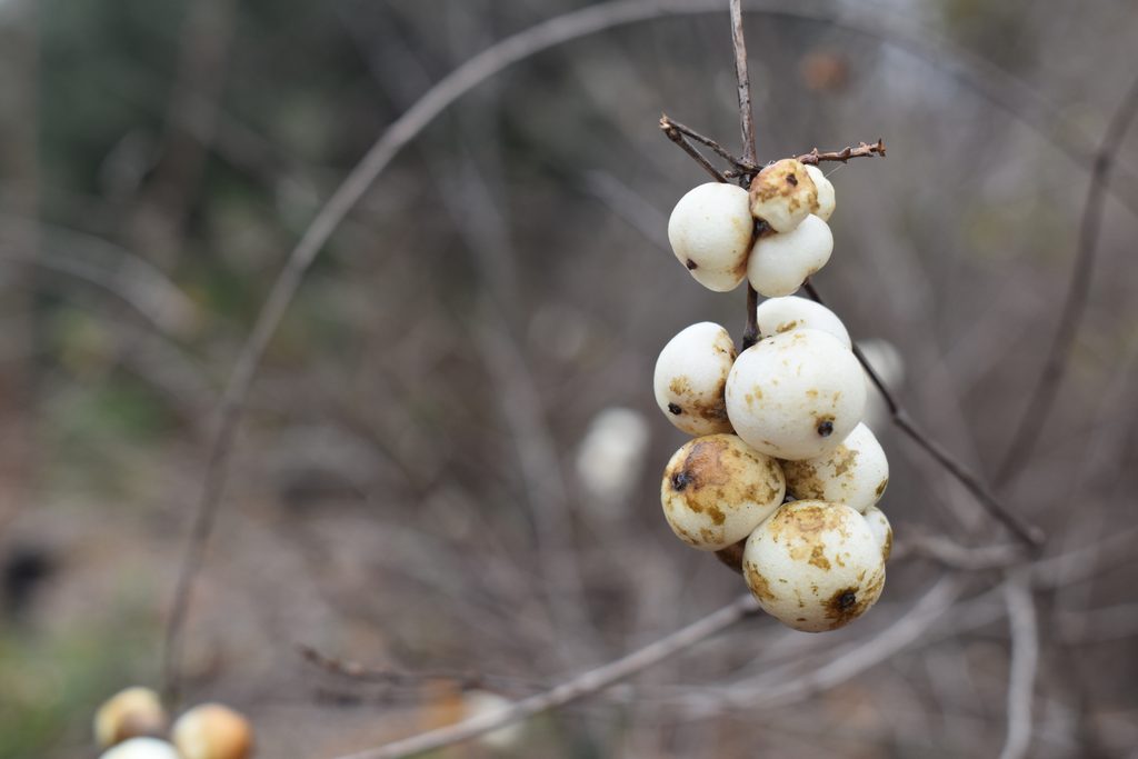 The Snowberry may look stunning, but its berries are toxic.