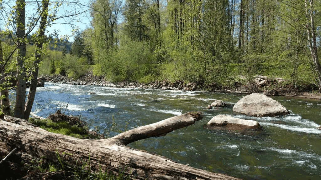 Cedar River Estuary