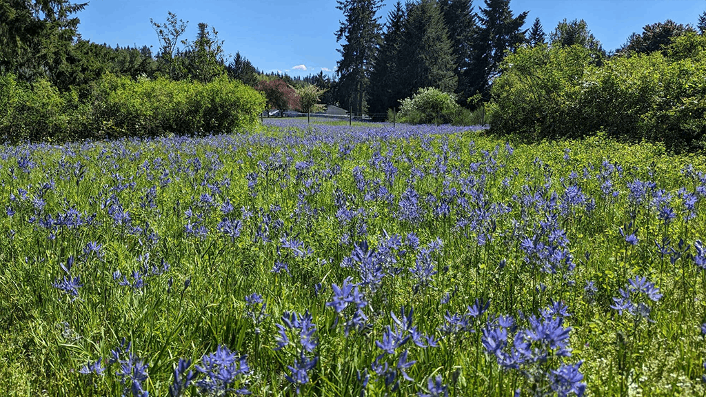 Morse Wildlife Preserve