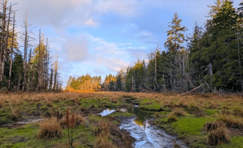 A tidal creek winds through grassy wetlands surrounded by evergreen and bare trees at the Elk River Estuary in Washington.