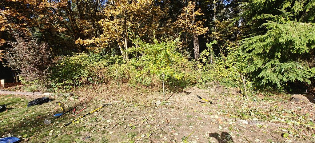 The work site at the October 2026 work day with Forterra partner Nosotros en Naturaleza (NEN) where newly planted tree saplings like Douglas-fir and western redcedar will soon enhance restoration results.